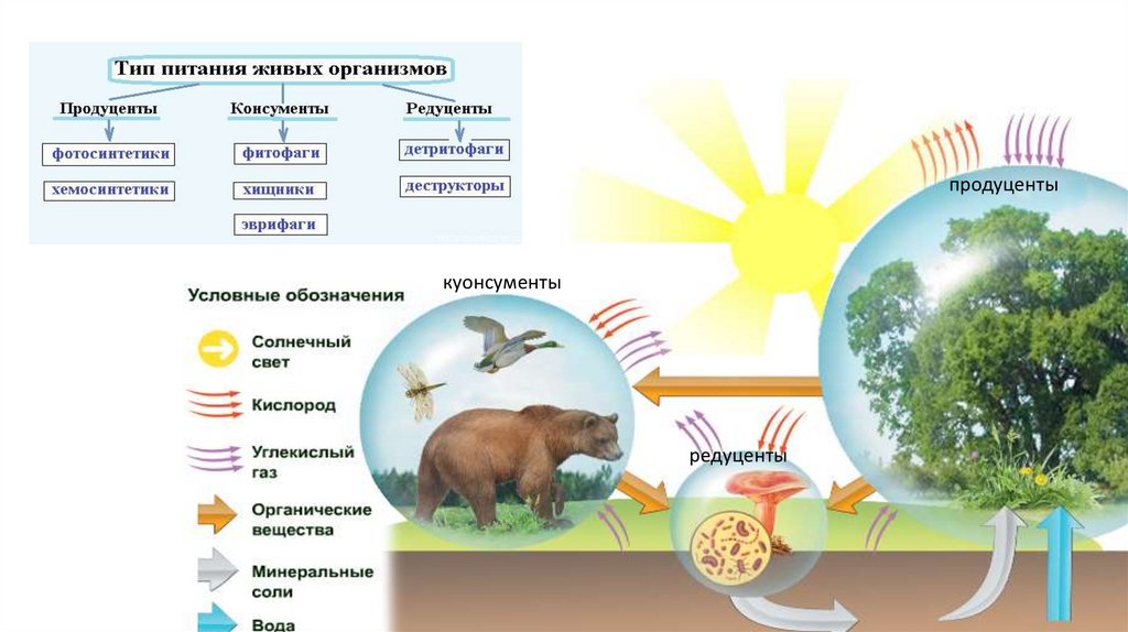 Квартира как экосистема презентация