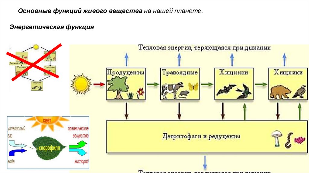 Квартира как экосистема презентация