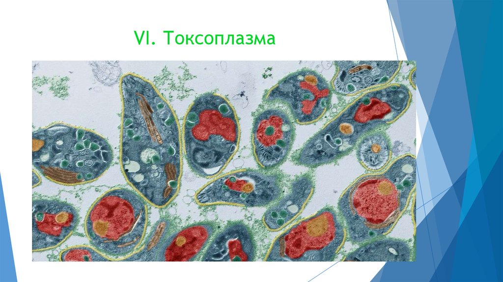 Рассмотрите рисунок 1 2 с изображением паразитических простейших какое заболевание человека