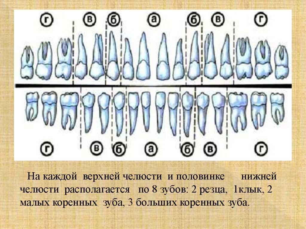 Формула зубов китообразных