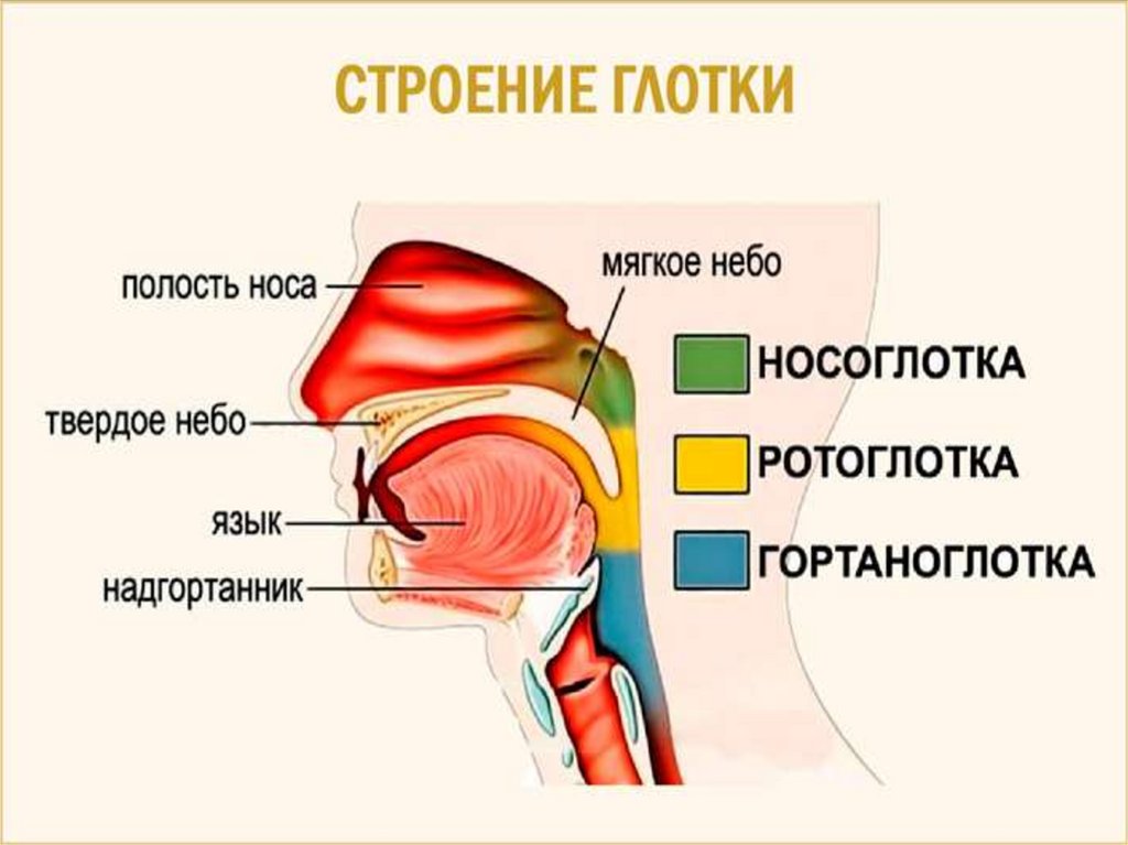 Глотка и гортань схема где находится у человека