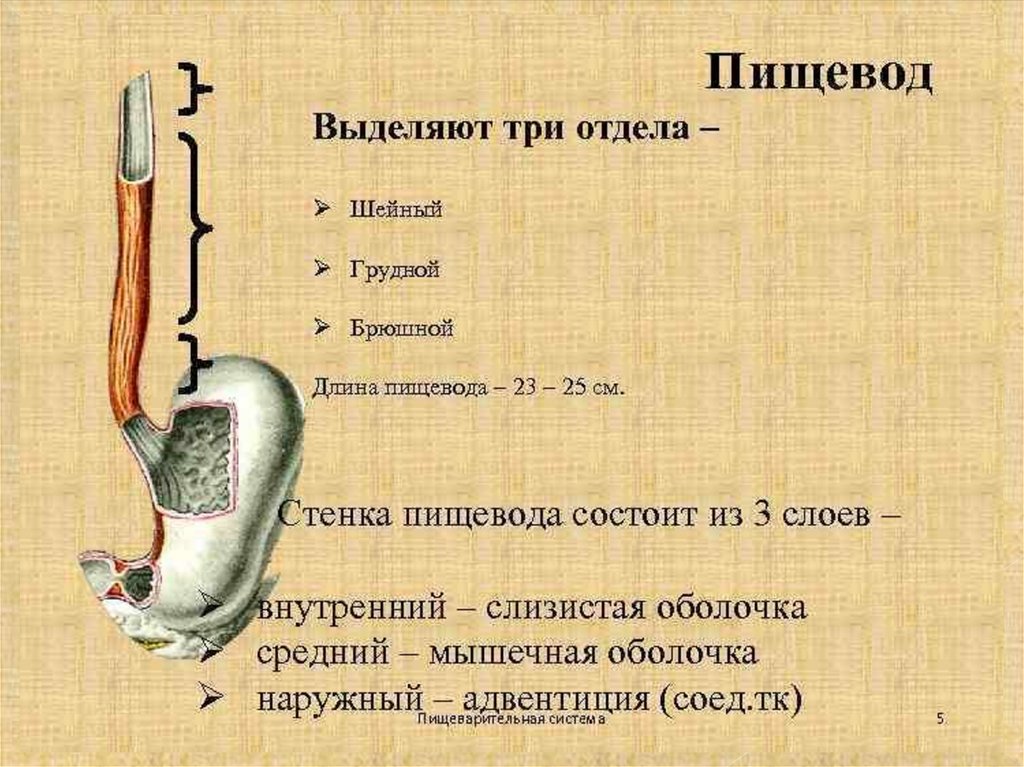 Пищевод это орган. Топография пищевода анатомия. Схема строения пищевода. Анатомические структуры пищевода. Пищевод человека строение рисунок анатомия.