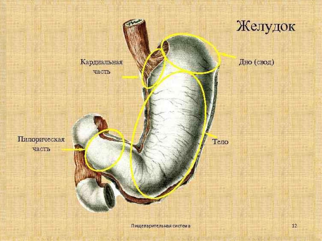 Пилорическая часть желудка. Части желудка анатомия. Пилорический отдел желудка анатомия. Строение желудка части. Кардиальная часть желудка анатомия.