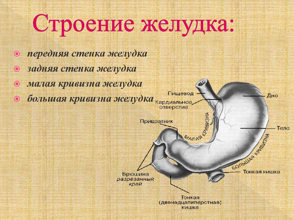 В какой состав органов входит желудок. Желудок строение и функции анатомия. Желудок топография строение функции. Желудок анатомия кардиальное отверстие. Наружное строение желудка схема.