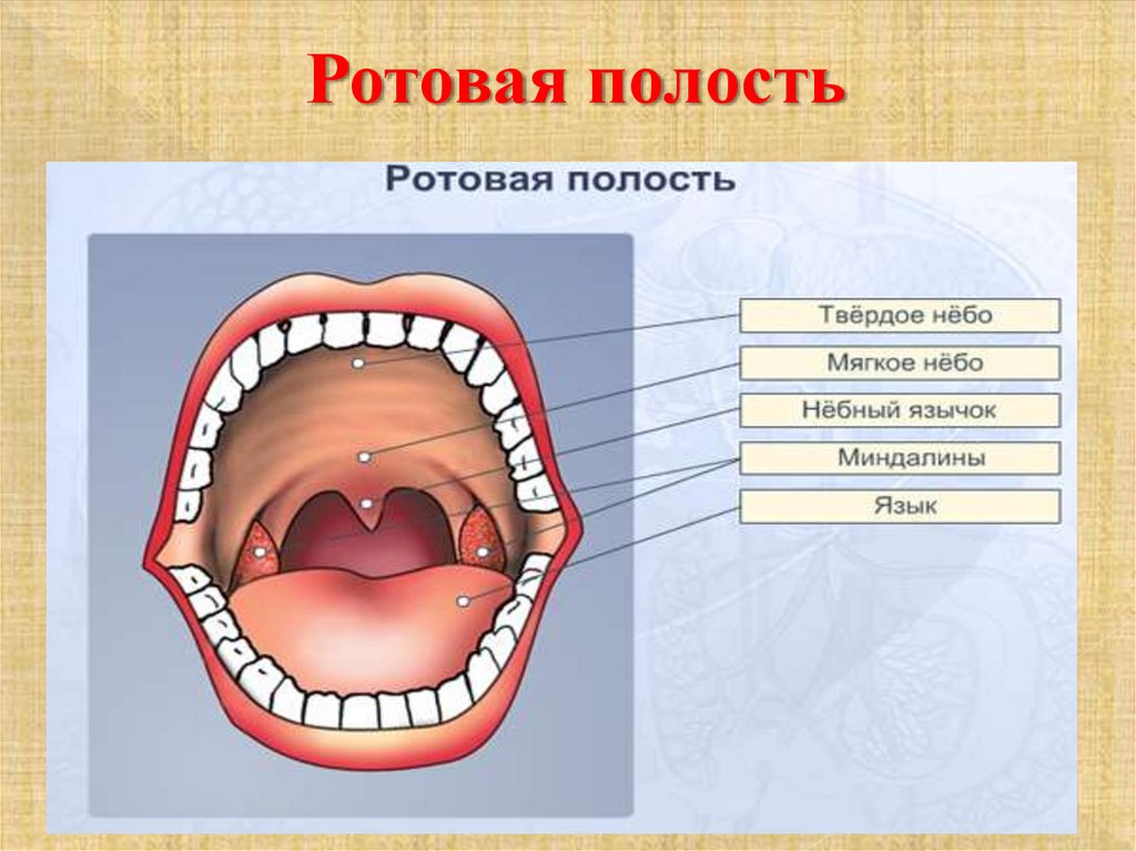 Ротовая полость презентация