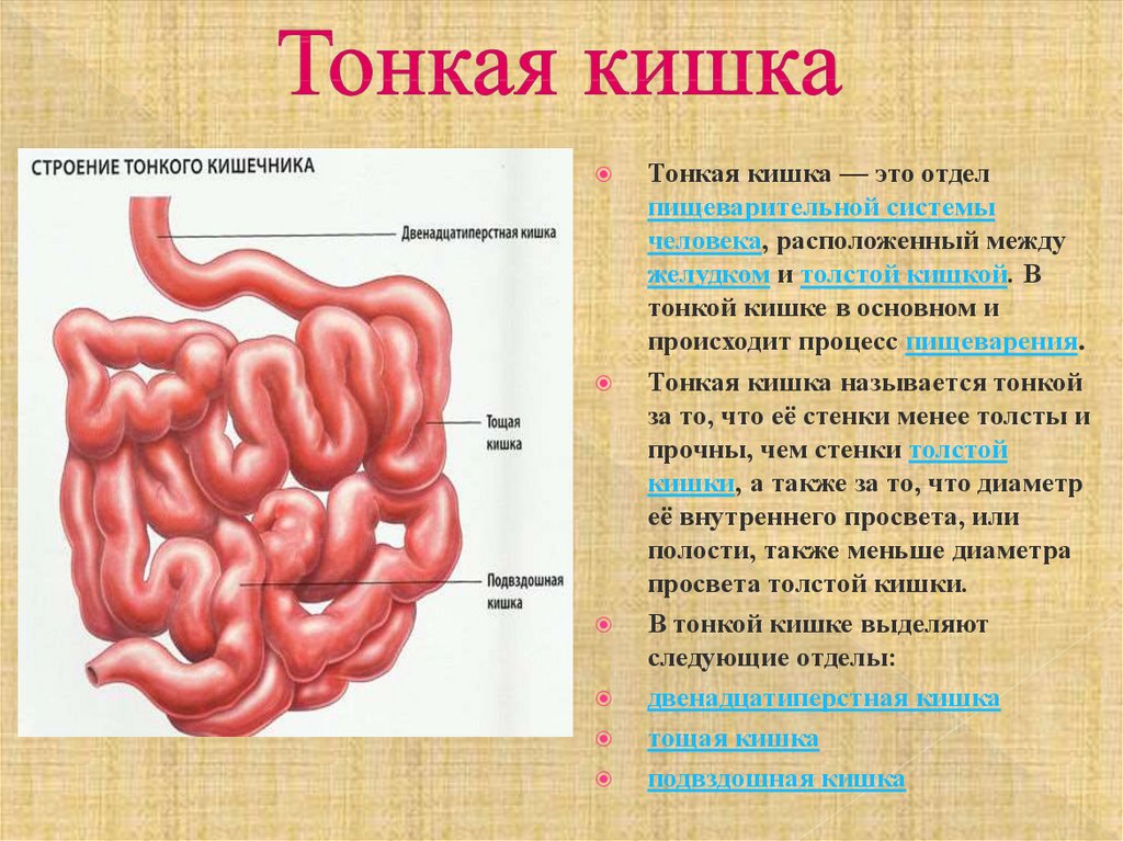 Название толстого кишечника. Тонкий кишечник (отделы, строение стенки, функции).. Отделы тонкой кишки анатомия. Тонкий кишечник анатомия человека.