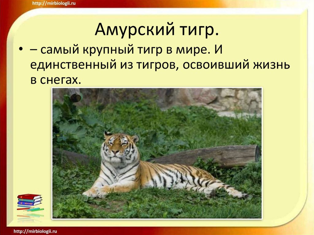 Тигр занесен в красную книгу. Красная книга России Амурский тигр. Животные красной книги России Амурский тигр. Редкого животного из красной книги Амурского тигра. Красная книга Амурской области Амурский тигр.