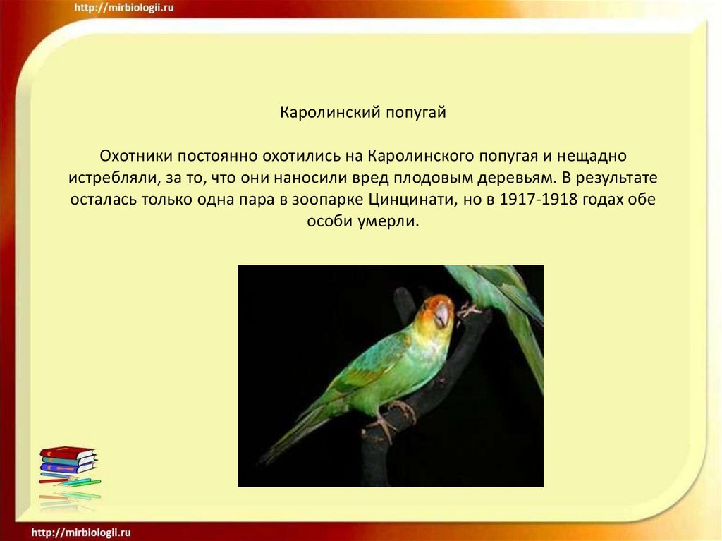 Каролинский попугай Охотники постоянно охотились на Каролинского попугая и нещадно истребляли, за то, что они наносили вред