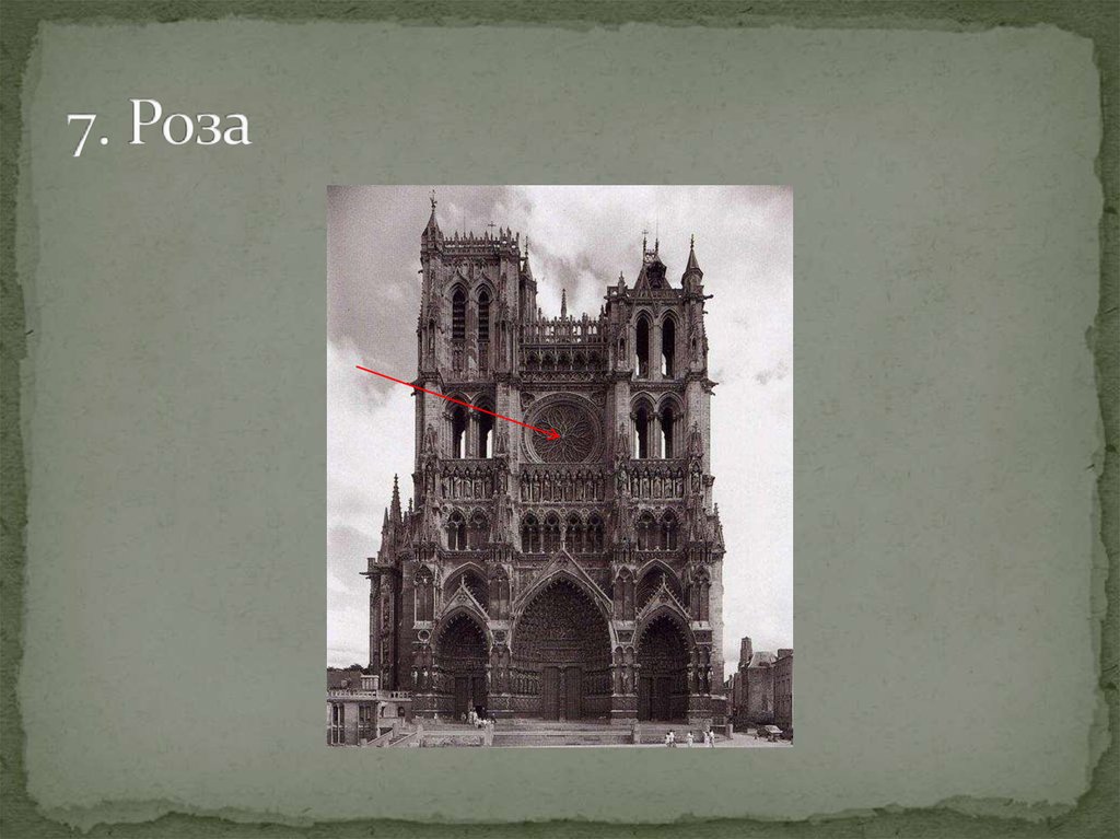 7. Роза