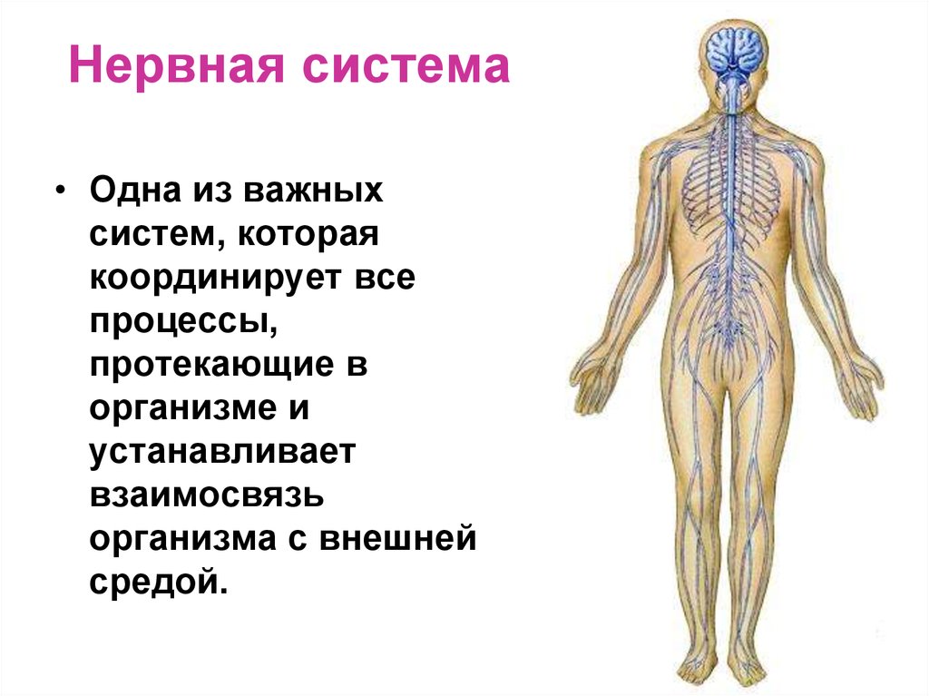 Строение нервной системы спинной мозг 8 класс презентация