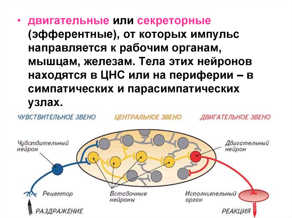 Эфферентные нейроны. Тела двигательных нейронов находятся в. Тела эфферентных нейронов располагаются. Секреторные Нейроны. Тело эфферентного двигательного нейрона располагается в.