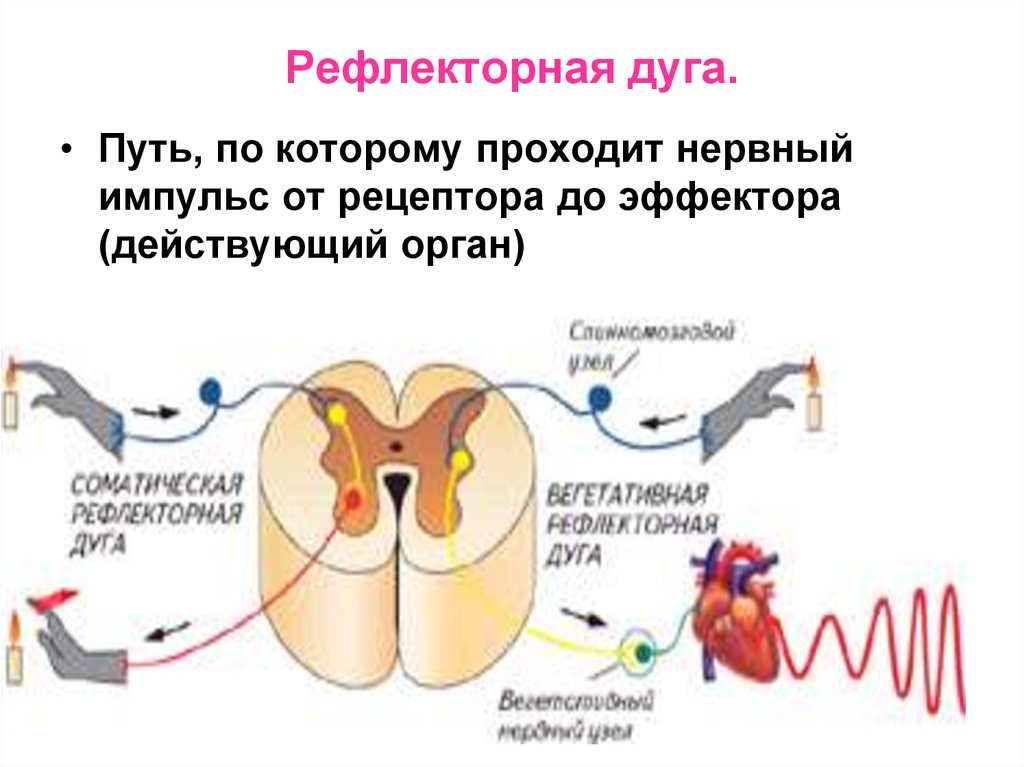 Нервные импульсы при осуществлении рефлекса. Нервный Импульс в рефлекторной дуге. Рефлекторная дуга Импульс от рецептора. Эффектор в рефлекторной дуге. Схема рефлекторной дуги вкусового рецептора.