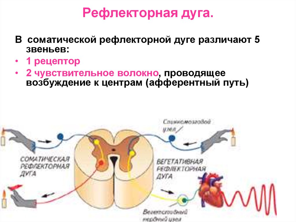 Схема рефлекторной дуги соматического рефлекса