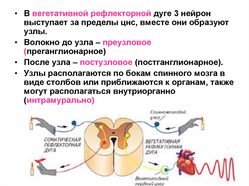 Типы рефлексов