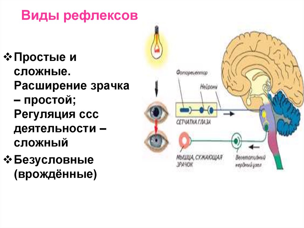 Типы рефлексов. Простые и сложные рефлексы. Виды рефлексов. Простые и сложные безусловные рефлексы. Примеры простых и сложных рефлексов.