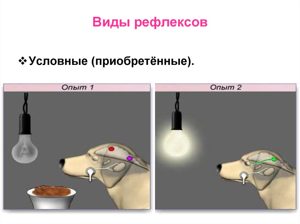 Условные рефлексы презентация