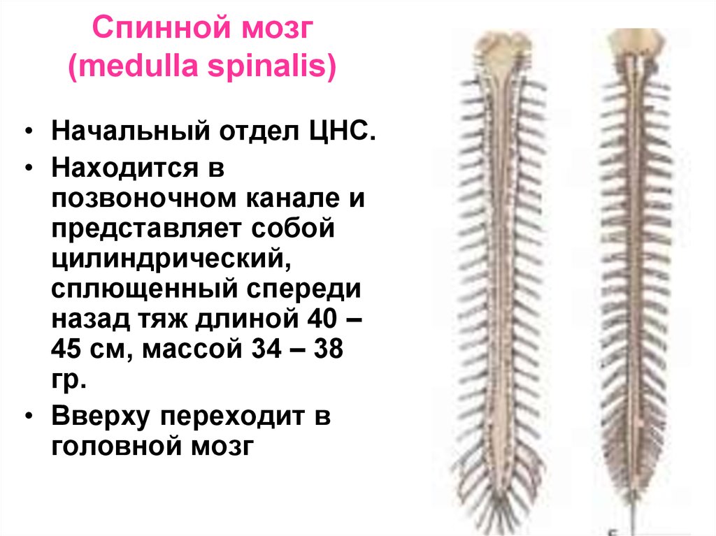 Представляет собой эластичный тяж. Спинной мозг Medulla spinalis. Цилиндрический тяж спинного мозга. Спинной мозг представляет собой тяж длиной. Строение спинного мозга в позвоночном канале.