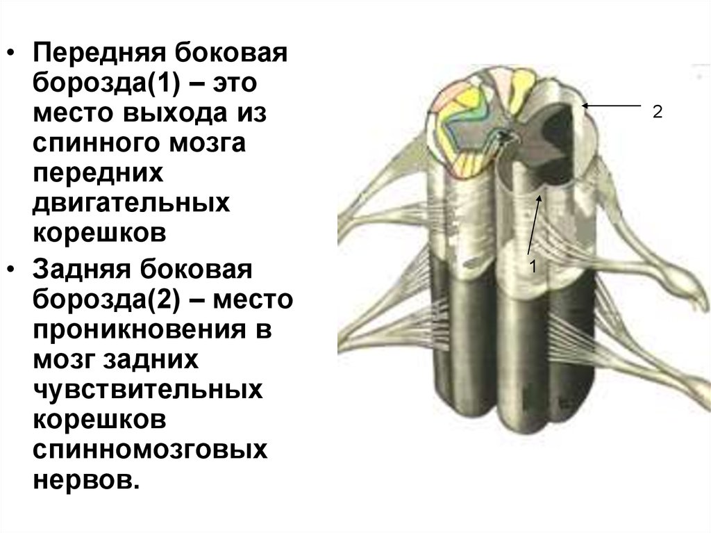 Корешок мозга. Задняя боковая борозда спинного мозга. Строение спинного мозга борозды. Задняя латеральная борозда спинного мозга анатомия. Спинной мозг анатомия передняя латеральная борозда.