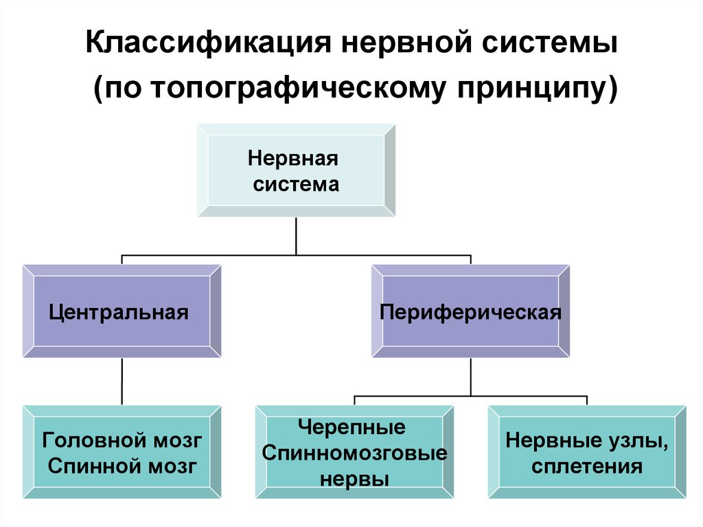 Классификация нервной системы