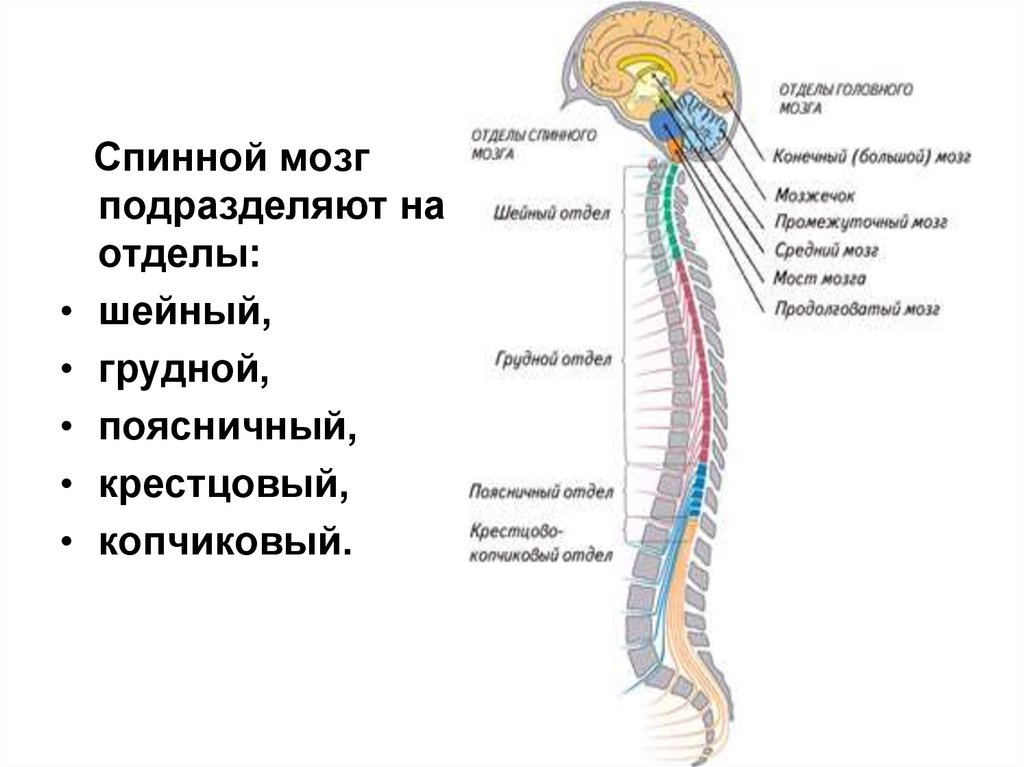 Грудной мозг. Строение спинного мозга отделы. Поясничный отдел спинного мозга. Функции шейного отдела спинного мозга. Строение спинного мозга в шейном отделе.