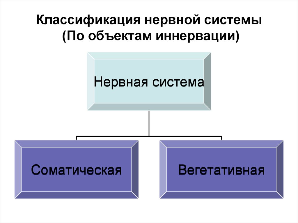 Классификация нервной