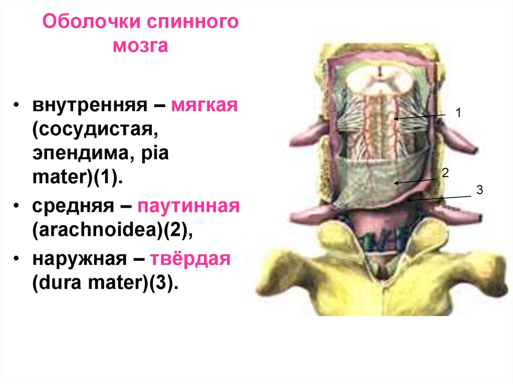 Внутренние оболочки спинного. Моторные центры спинного мозга. Отделы границы и оболочки спинного мозга. Физиология спинного мозга животных.