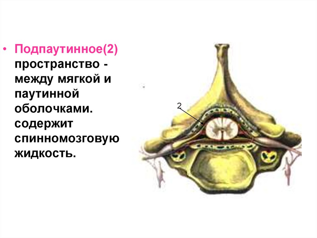 Субарахноидальное пространство. Пространство между паутинной и мягкой оболочкой. Подпаутинное пространство. Между паутиной и мягкой. Подпаутинное пространство жидкость.