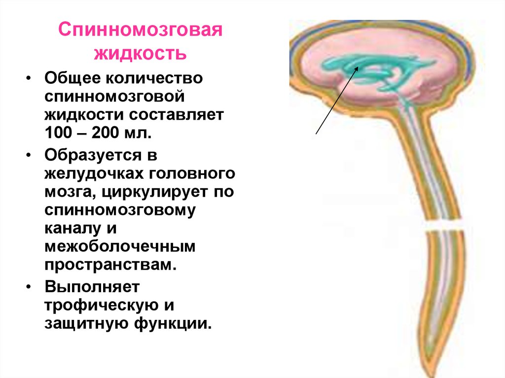 Спинная жидкость. Цереброспинальная жидкость физиология. Функции ликвора в головном мозге. Функции спинномозговой жидкости. Спинномозговую жидкос.