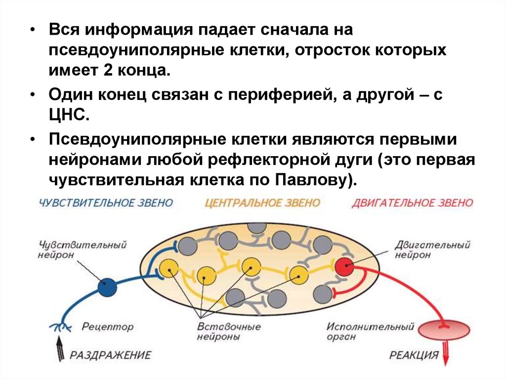 Клетки имеют отростки могут иметь. Псевдоуниполярные клетки. Центральные отростки псевдоуниполярных клеток. Псевдоуниполярный Нейрон. Псевдоуниполярные Нейроны.