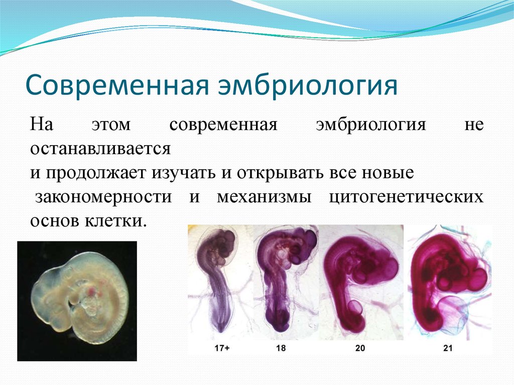 Эмбриология. Современная эмбриология. Сравнительная эмбриология. Экспериментальная эмбриология. Эмбриология презентация.