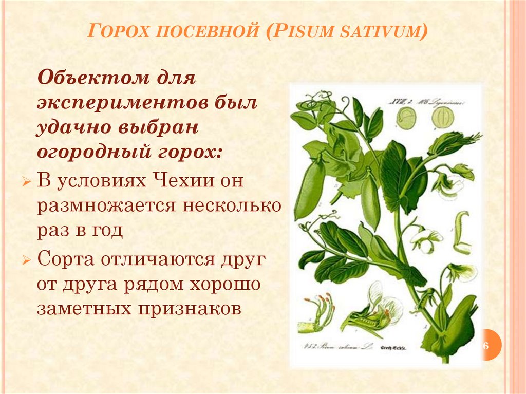 Что означает горох. Pisum sativum - горох посевной. Описание цветков гороха посевного. Горох посевной листорасположение. Семейство бобовые горох посевной.