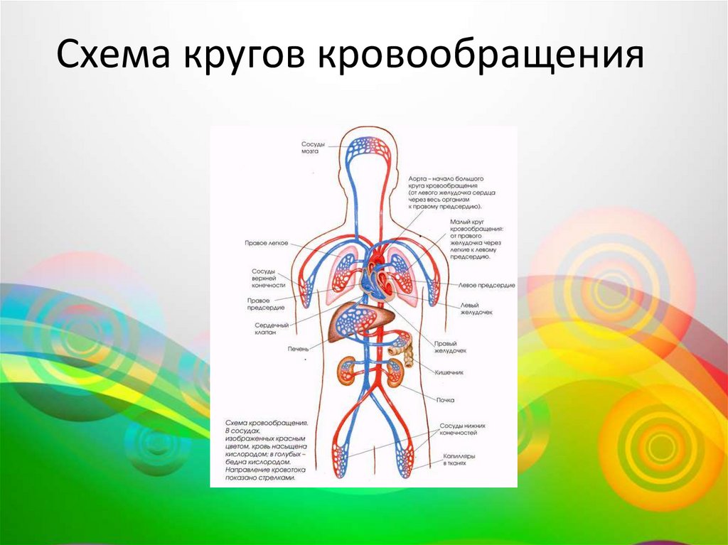 Схема кровообращения у человека