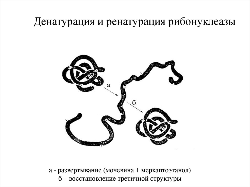 Денатурация белка схема