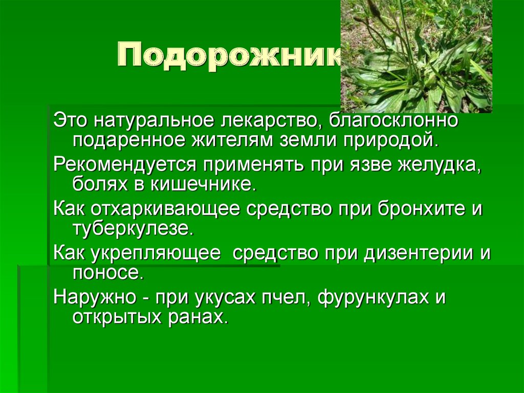 Какие растения встречаются в природе. Лекарственные растенияижегородской обл. Лекарственные растения Нижегородской. Лекарственные травы Нижегородской области. Лекарственные растение Нижегородской обо.