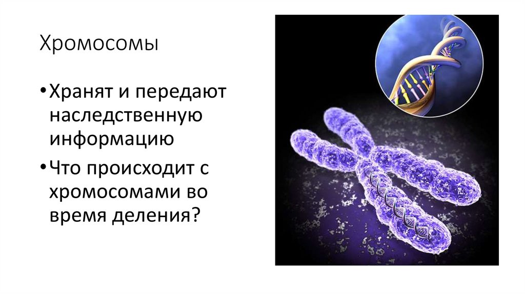 Как передаются хромосомы. Хромосомы информация. Хромосомы передают наследственную информацию .?. Х-хромосома человека.