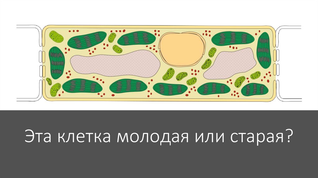 Чем отличается молодая клетка от старой. Старые и молодые клетки растений. Молодая и Старая клетка растения. Различие молодой и старой клетки. Отличие молодой клетки от старой.