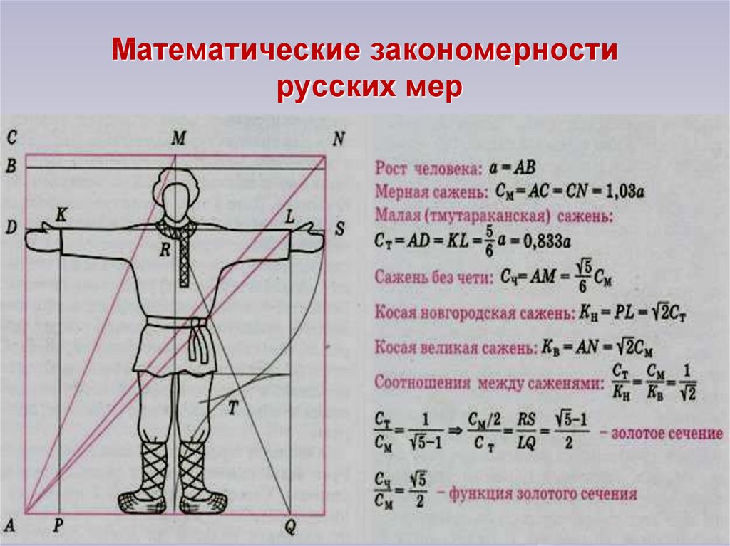 Золотое сечение в теле человека проект по математике