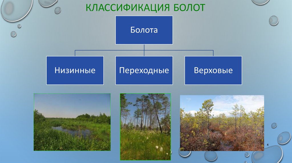 Основные причины болот. Классификация болот схема. Классификация болот (верховые, низинные, переходные).. Типы болот переходные. Общий вид болота.