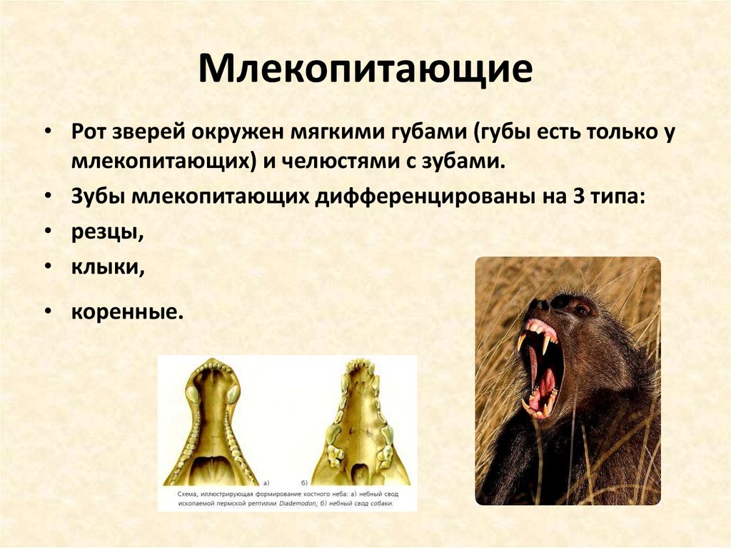 Класс млекопитающие. Зубы млекопитающих дифференцированы. Класс млекопитающие общая характеристика. Млекопитающие презентация.