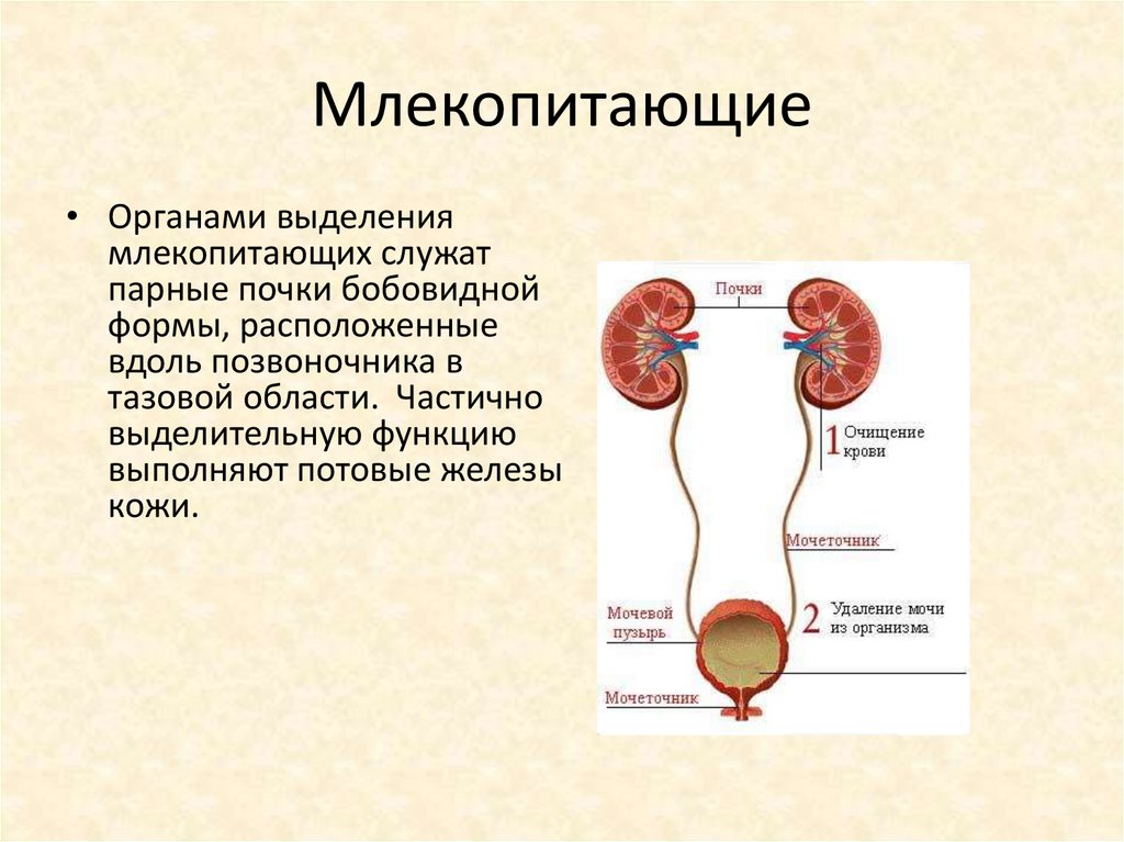 Органы выделения млекопитающих. Класс млекопитающие выделительная система. Типы желез млекопитающих. Потовые железы у млекопитающих.