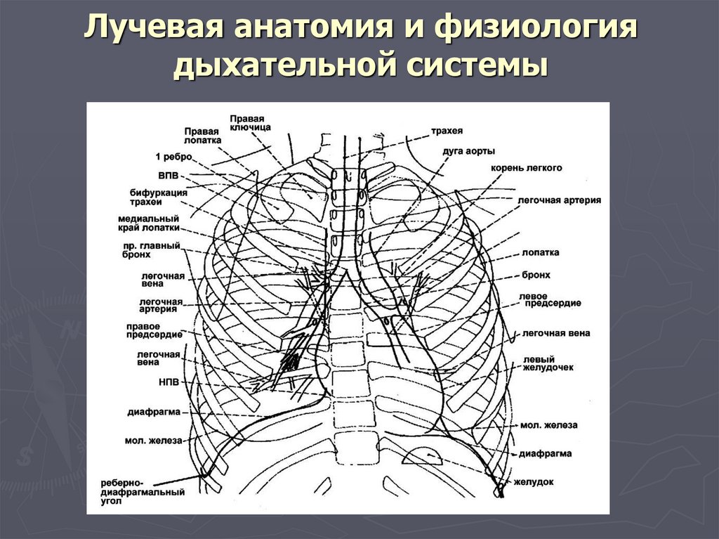 Органы корня легкого. Анатомия и физиология дыхательной системы. Лучевая анатомия. Лучевая анатомия легких. Физиология дыхания анатомия.