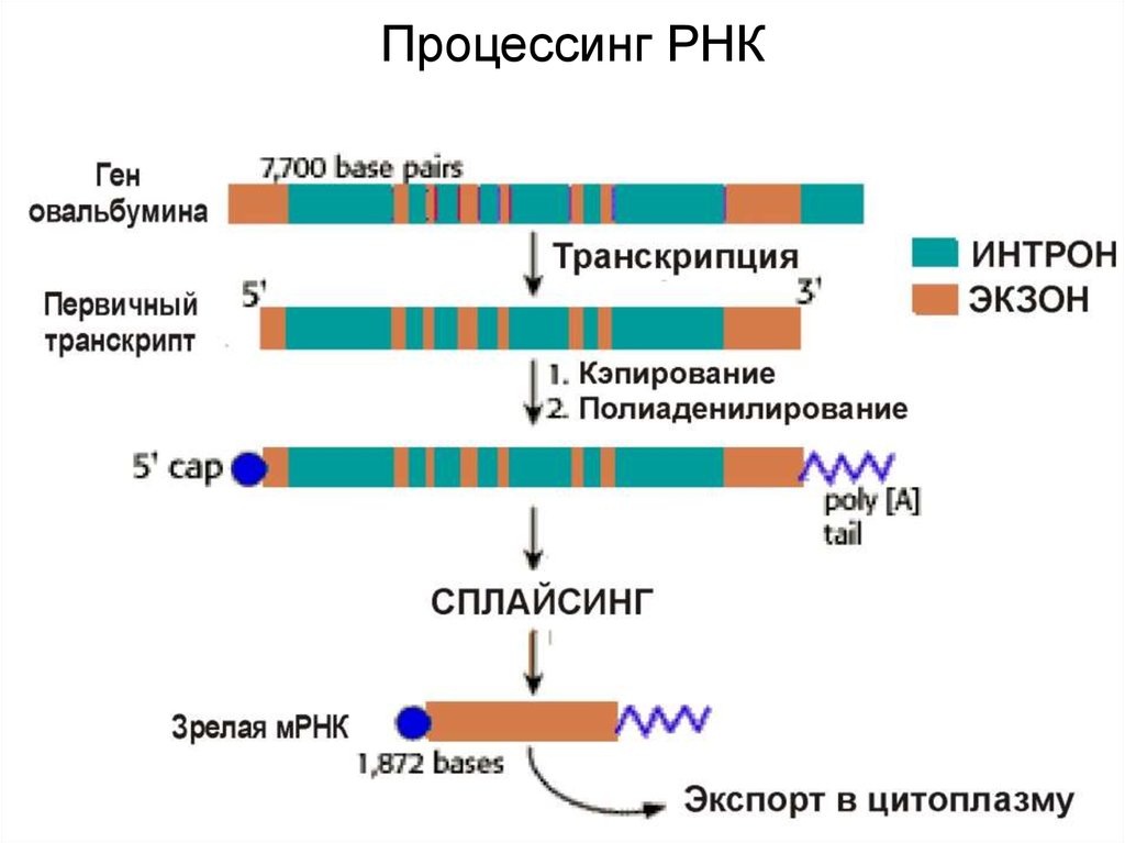 Процесс созревание рнк. Процессинг МРНК Гена овальбумина. Этапы процессинга РНК У эукариот. Процессинг МРНК У эукариот. Процессинг и сплайсинг РНК этапы.
