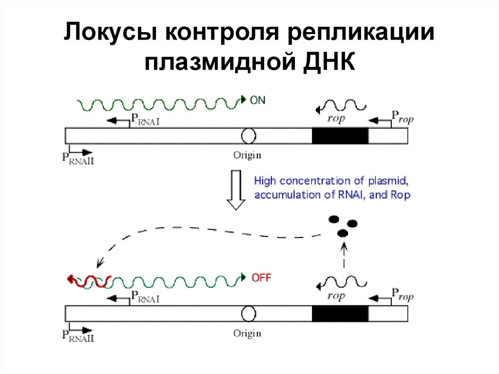 Сайт локуса. Локус ДНК. Репликация плазмидной ДНК. Плазмидная ДНК на электрофорезе. Разделение плазмидной ДНК эндонуклеазами.