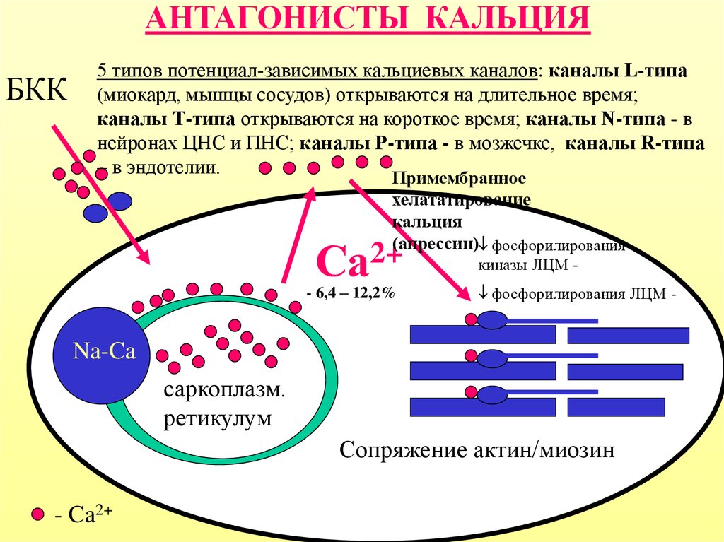 Кальциевый. Кальциевые каналы. Кальциевые каналы l-типа. Антагонисты кальциевых каналов. Блокаторы кальциевых каналов механизм действия.