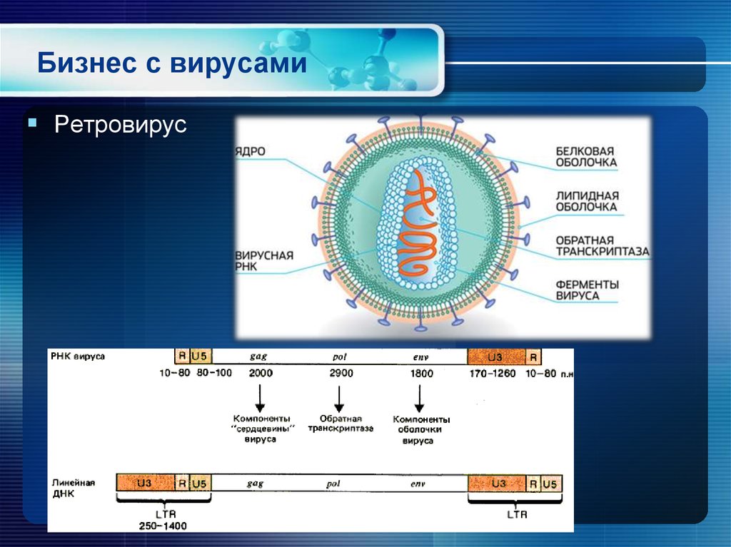 Вирусная оболочка состоит из