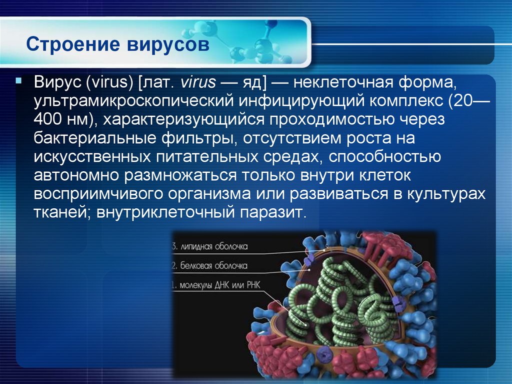 Теле вирус. Структура вируса. Строение вируса. Особенности строения вирусов. Строение вирусов кратко.