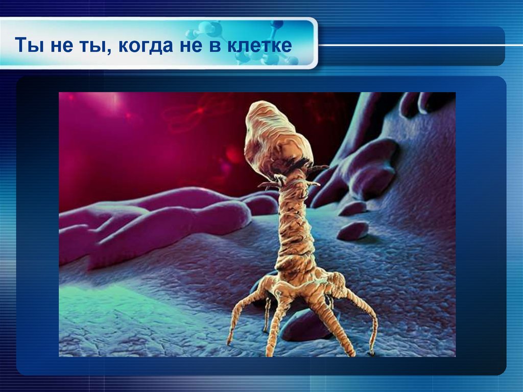 Ты не ты, когда не в клетке