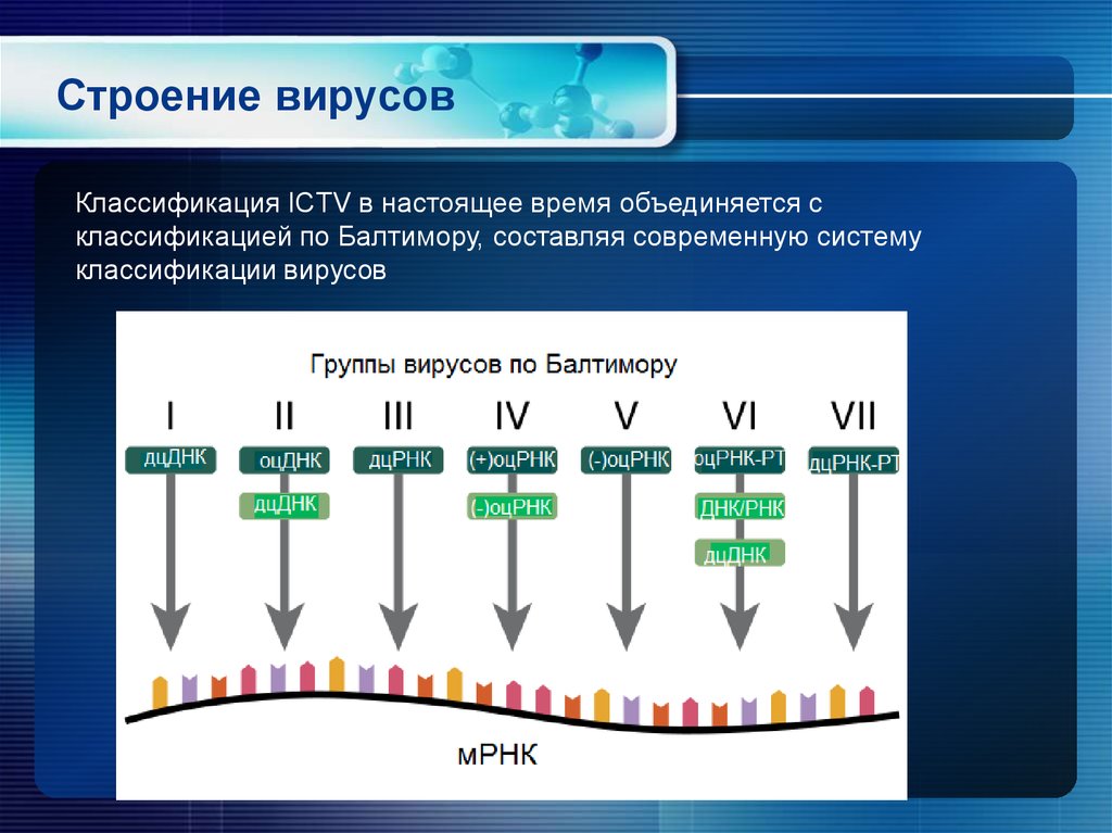 Классификация вирусов по балтимору