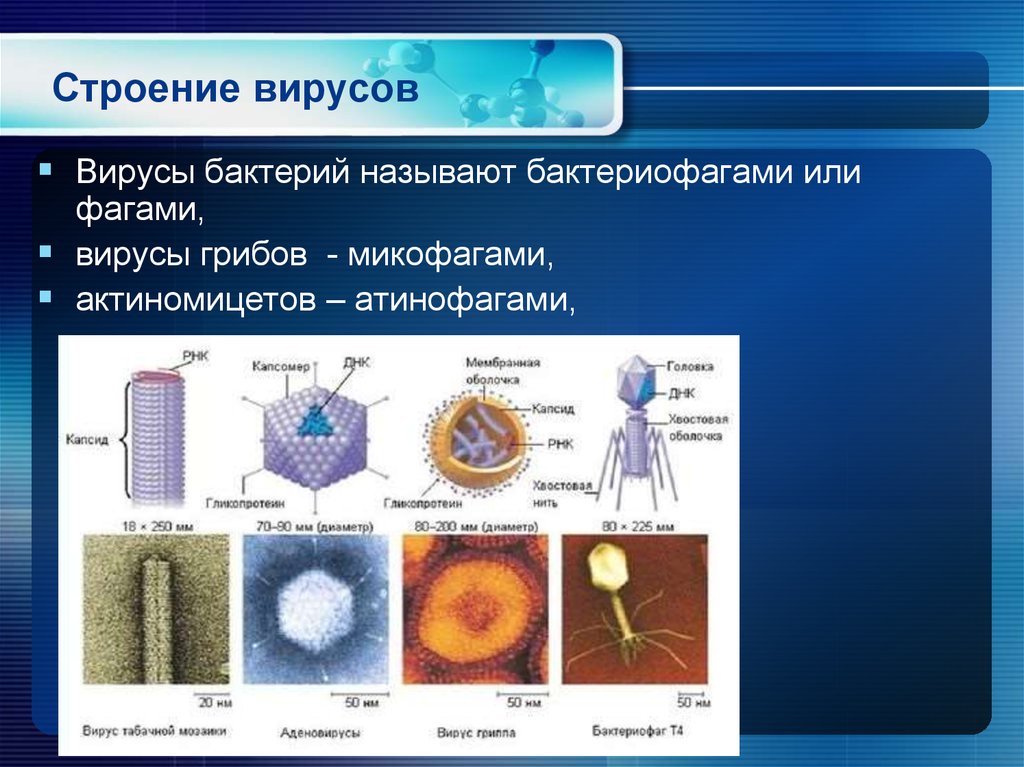 Особенности строения вирусов