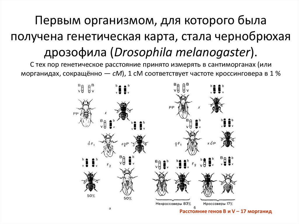 Генетическая карта дрозофилы